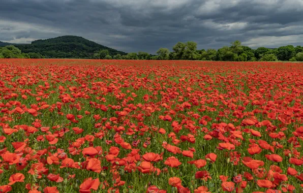 Field, forest, summer, the sky, landscape, flowers, clouds, nature