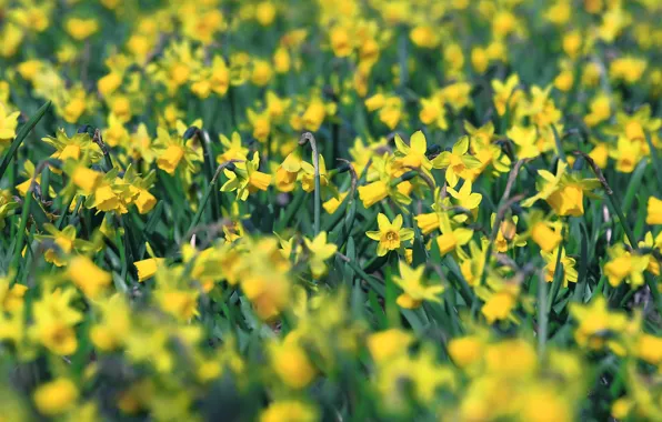 Picture flowers, yellow, glade, spring, flowerbed, a lot, daffodils