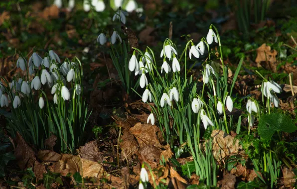 Leaves, light, flowers, glade, spring, snowdrops, white, buds