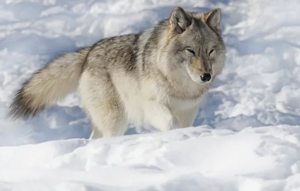 Winter, face, snow, grey, wolf, the snow, walk, light background