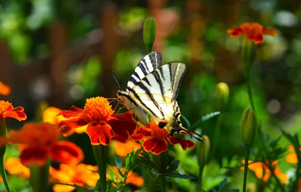 Flowers, Macro, Butterfly, Flowers, Macro, Butterfly