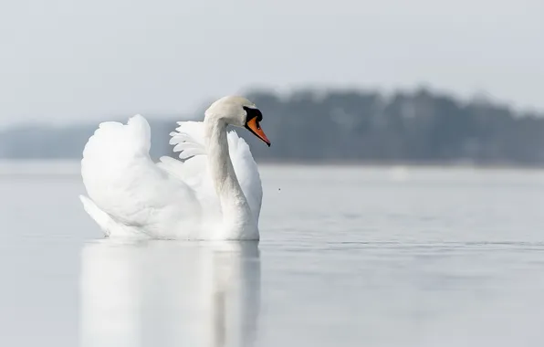 Picture nature, lake, Swan