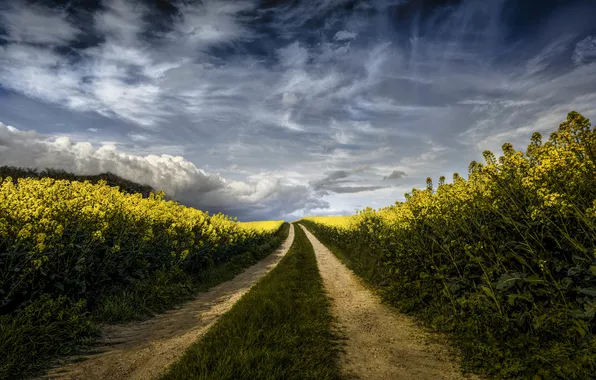 Field, the sky, grass, clouds, flowers, the way, field of flowers, farm