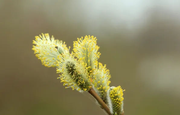 Spring, twig, base kitten