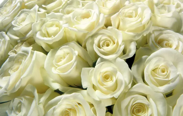 Roses, bouquet, white, buds, bunch