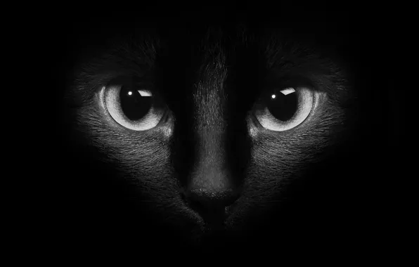 Picture cat, eyes, cat, black background, black cat, black and white photo