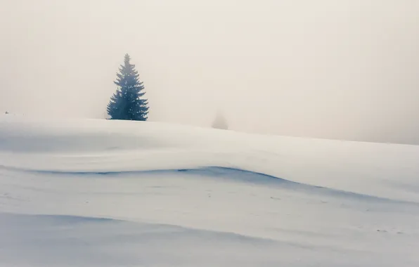 Snow, fog, tree