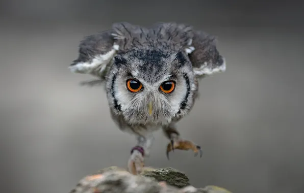 Eyes, look, grey, background, jump, owl, bird, stone
