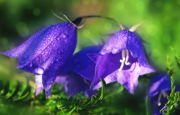 Picture drops, bells, lilac, bokeh