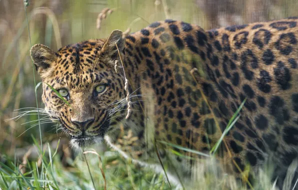 Picture grass, look, face, leopard, ©Tambako The Jaguar