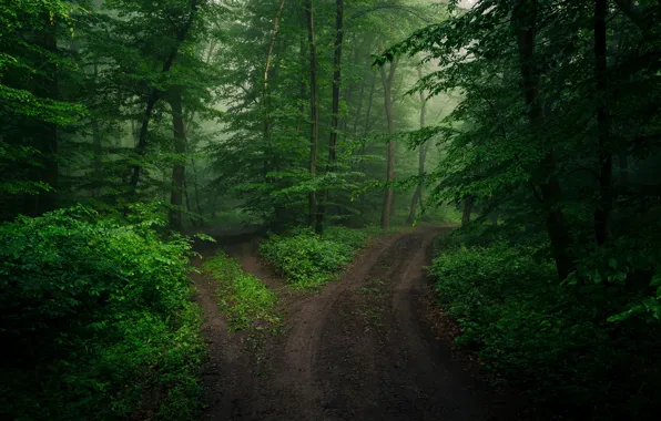 Road, greens, forest, summer, leaves, branches, fork