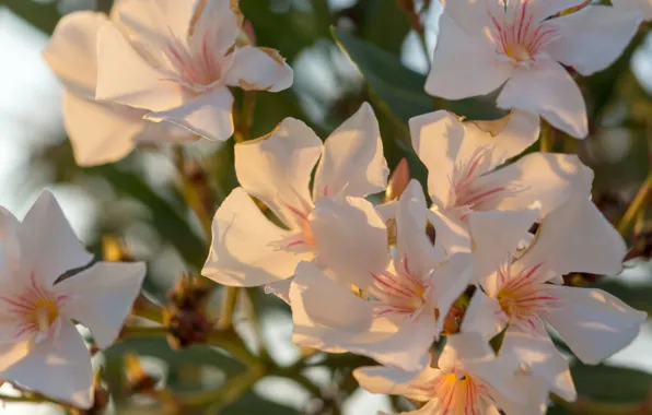 Summer, Greece, oleander