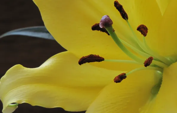 Lily, Lilium, Belladonna