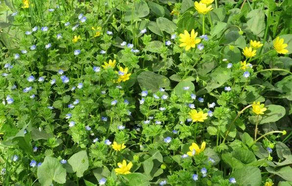 Meadow, spring 2018, Meduzanol ©