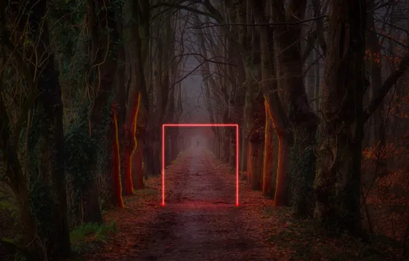 Light, trees, Park, square, Neon Park