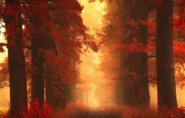 Autumn, forest, grass, leaves, light, trees, fog, Park