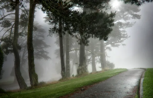 Nature, fog, Park, wet, morning, alayka