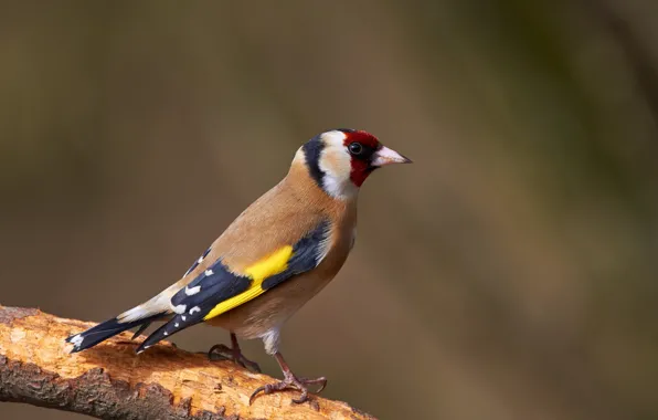 Nature, background, bird
