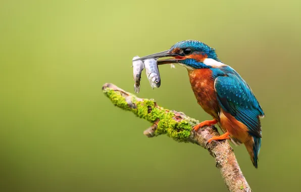 Picture background, bird, fish, branch, beak, Kingfisher, catch, Kingfisher