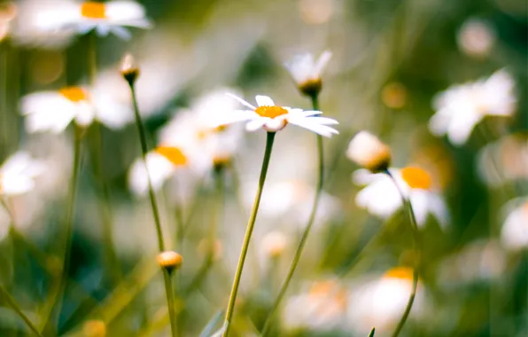 Picture macro, blur, Chamomile, macro, daisies