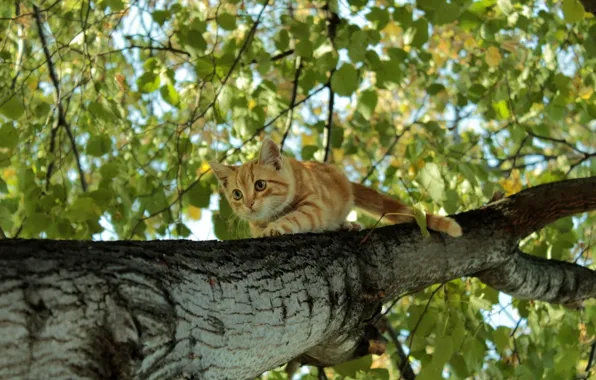 Foliage, birch, Ginger kitten