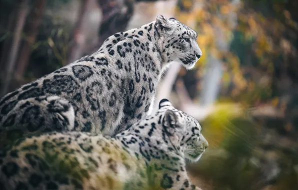 Autumn, pair, IRBIS, snow leopard, snow leopards, ounces