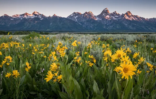 Greens, field, summer, the sky, leaves, landscape, flowers, mountains