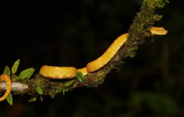 Leaves, moss, snake, branch, black background, yellow