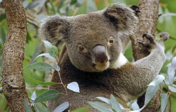 Picture Australia, Koala, marsupials