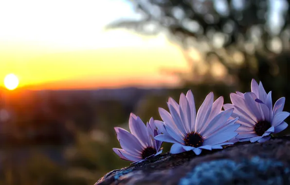 Picture the sun, flowers, stone
