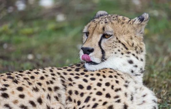 Language, cat, face, Cheetah, ©Tambako The Jaguar