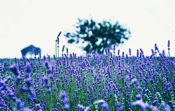 Field, trees, stems, the countryside, bokeh, lavender, lavender field