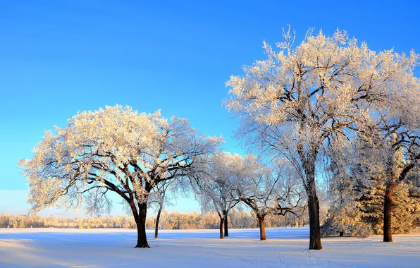 Winter, the sky, snow, trees, Park
