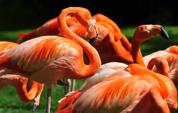 Birds, Flamingo, beaks
