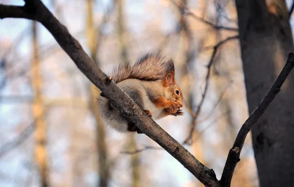 Picture trees, branches, protein, nuts