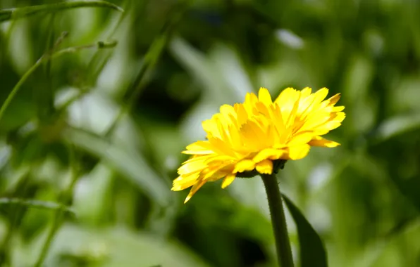 Picture macro, flowers, yellow, green