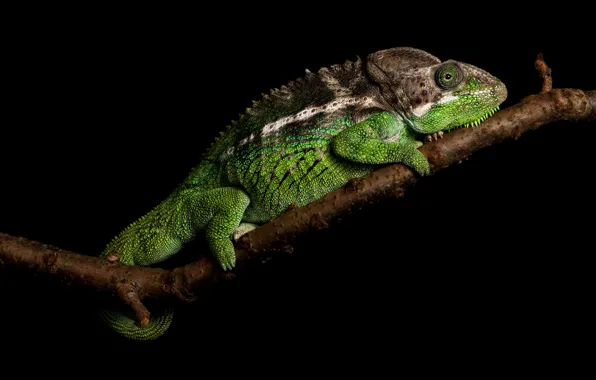 Picture branches, chameleon, black background