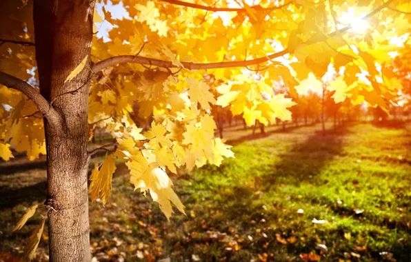 Autumn, leaves, rays, tree, maple