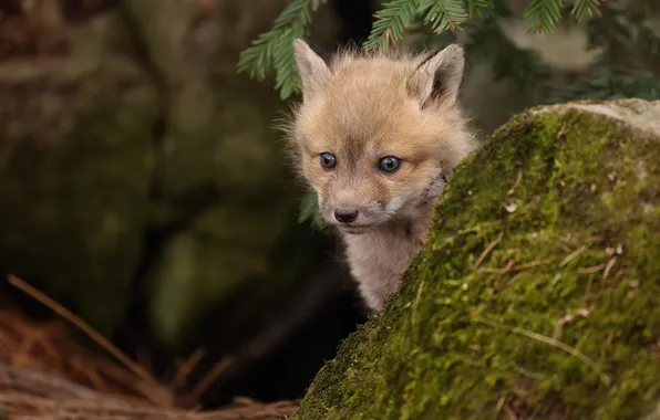 Nature, Fox, Fox