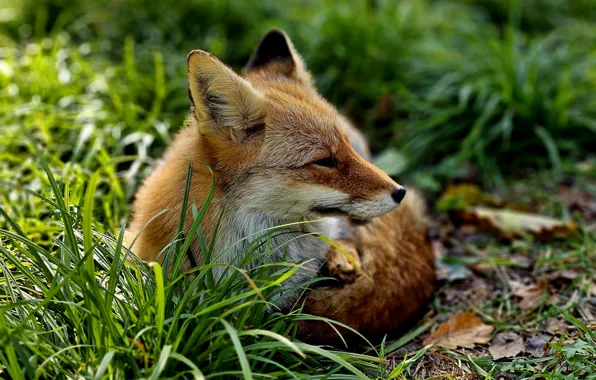 Grass, Fox, Pretty Fox