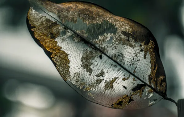 Leaves, macro, veins, bokeh
