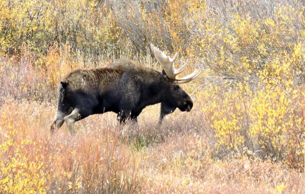 Picture autumn, nature, moose