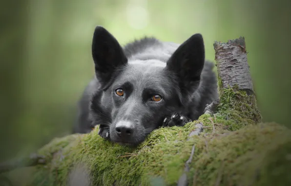 Face, background, moss, dog, log, German shepherd