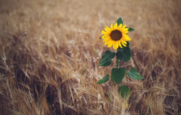 Field, summer, sunflower