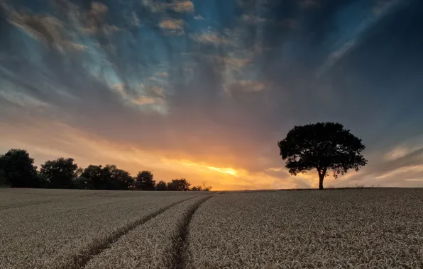 Field, clouds, nature, tree, trail, glow