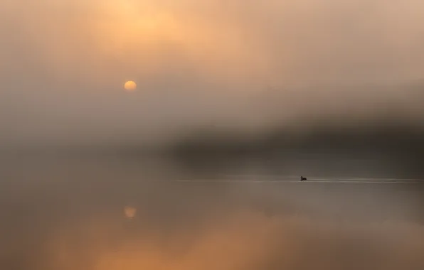 Picture fog, reflection, bird, The sun, bird, sun, fog, reflection