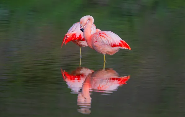 Water, birds, reflection, pink flamingos