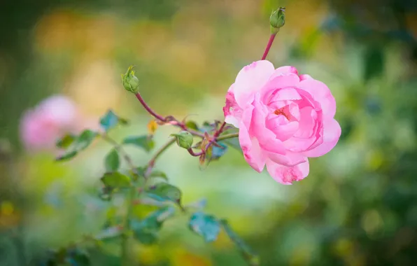 Picture rose, Bush, petals, garden