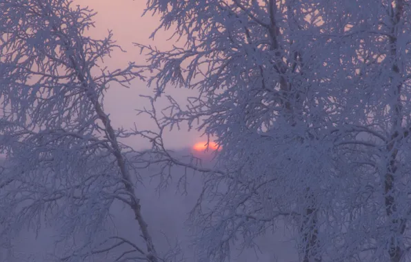 Picture winter, frost, trees, sunset, branches, Sweden