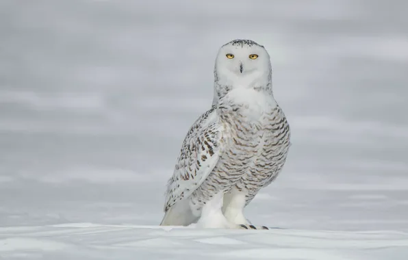 Winter, white, look, snow, pose, owl, bird, the snow